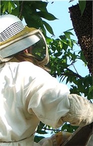 beekeeper in beekeeping suit