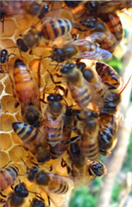 bees on a honeycomb