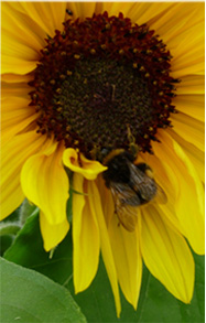 bee on flower