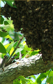 beehive swarm on tree branch